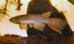 BCR - Moema boticarioi