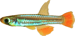 BDI - Congopanchax brichardi