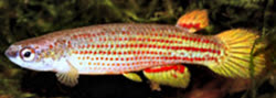 BEN - Rivulus (Anablepsoides) beniensis beniensis