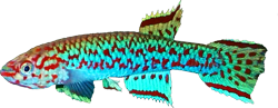 BER - Scriptaphyosemion bertholdi
