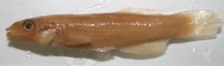 BFX - Fundulus bifax