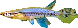 BIA - Epiplatys biafranus