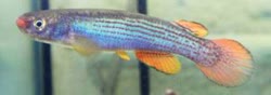 BIB - Rivulus (Anablepsoides) bibosi 