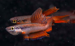 00-0-Copr_2025-Dans_Fisht.jpg