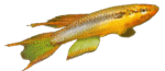 Meko
