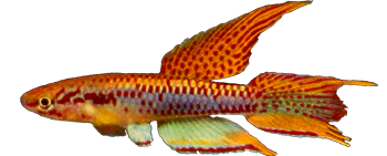 BIT - Aphyosemion bitaeniatum