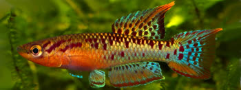 BIV - Aphyosemion bivittatum