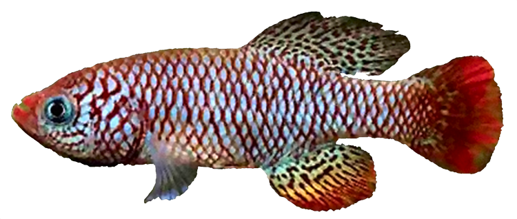 Nothobranchius boklundi