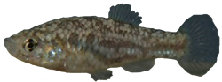 BLG - Paraphanius boulengeri