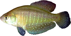 BLL - Austrolebias bellottii