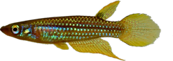 BLO - Aplocheilus blockii