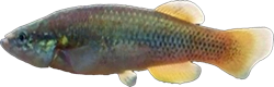 BLS - Profundulus balsanus