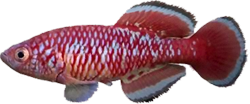 BMS - Nothobranchius bellemansi