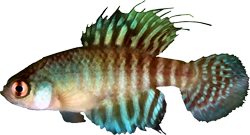 BNI - Hypsolebias brunoi