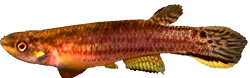 BNN - Rivulus (Cynodonichthys) brunneus