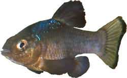 BOB - Cyprinodon bobmilleri