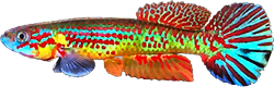 BOC - Aphyosemion herzogi bochtleri