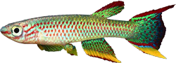BOE - Aphyosemion boehmi