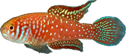 BOI - Simpsonichthys boitonei