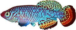 BOK - Nothobranchius boklundi