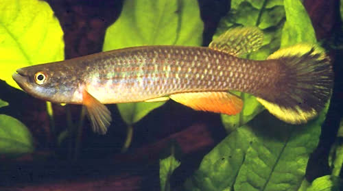 Rivulus (Anablepsoides) bondi