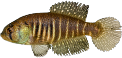 BOT - Austrolebias botocudo