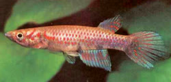 BOU - Epiplatys boulengeri