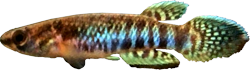 BRA - Rivulus (Kryptolebias) brasiliensis