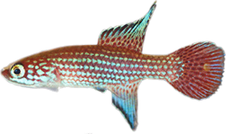 BRC - Campellolebias brucei