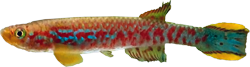 BRE - Scriptaphyosemion brueningi
