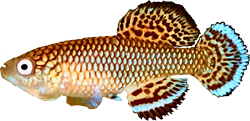 BRI - Nothobranchius brieni
