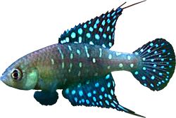BRO - Spectrolebias brousseaui
