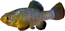 BRS - Cyprinodon brontotheroides