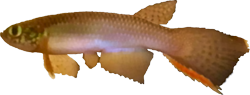 BTC - Moema boticarioi