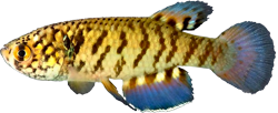 BTR - Plesiolebias bitteri