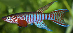 00-0-Copr_2011-Unknownt.jpg