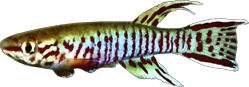 01-0-Copr_2026-Shinzo_Miwat.png