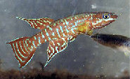 aphyosemion_elberti_gaundere.jpg