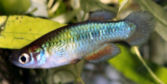 BUK - Cynopanchax bukobanus