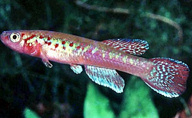 00-0-Copr_2011_F_Vermeulent.jpg
