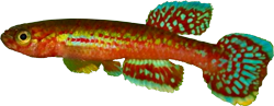 BUY - Aphyosemion buytaerti