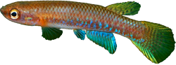 BVI - Rivulus (Laimosemion) breviceps