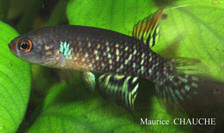 BVO - Pituna brevirostrata