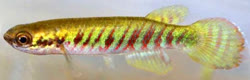 BZK - Rivulus(Melanorivulus) britzkei