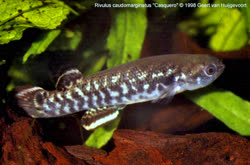 CAD - Kryptolebias caudomarginatus