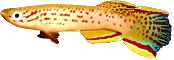 CAL - Aphyosemion calliurum