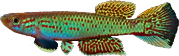CAM - Aphyosemion cameronense