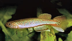 Asseng