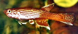 Belinga