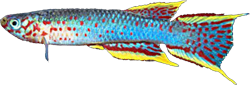 CAS - Aphyosemion castaneum